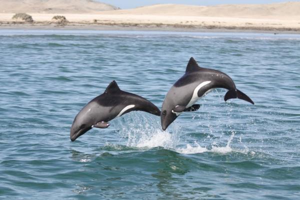Heaviside's dolphins leap off Namibia