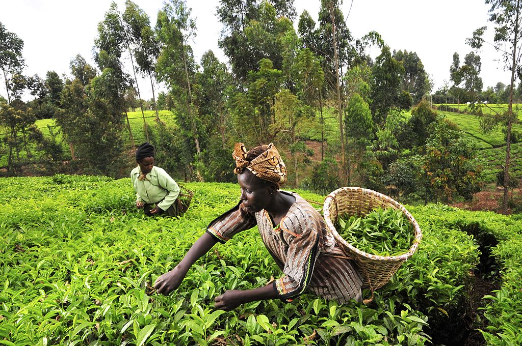 Tea pickers Mt Kenya