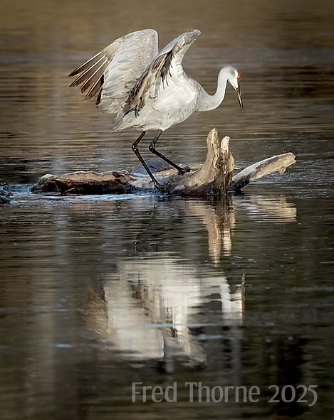 Photo of a sandhill crane taken by Frederick Thorne