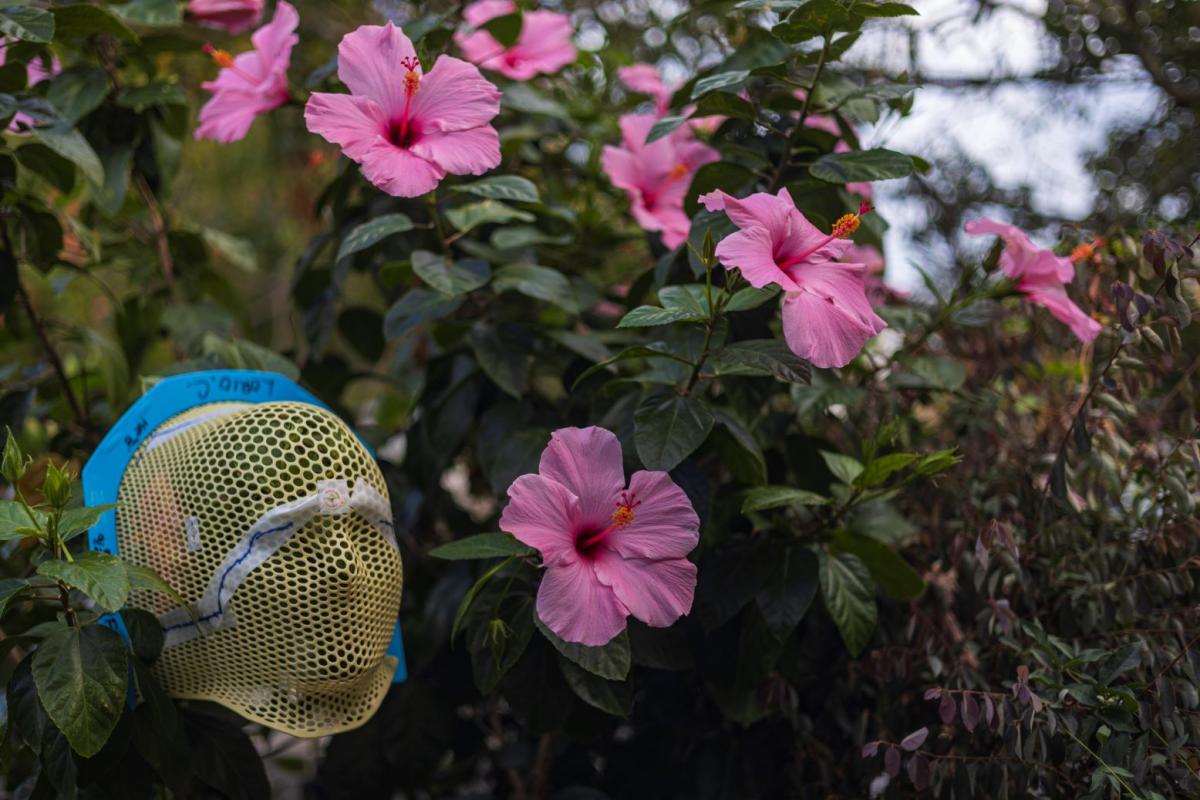 Mask with Hibiscus