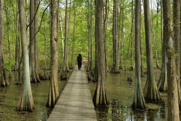 The UNO Transportation Institute, which created a statewide plan to guide the Louisiana Recreational Trails Program, will now help implement it. (Chicot State Park by Zack Daigle/All Trails)