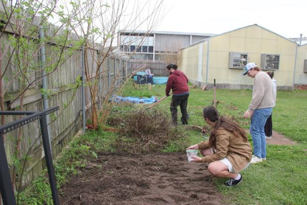 Students in the UNO Garden Club plant sunflowers