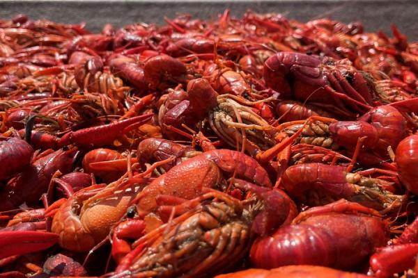 Crawfish