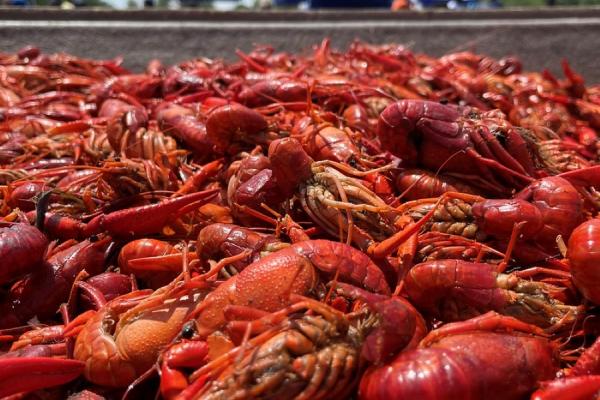 Crawfish