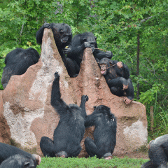 Rebekah Lewis, who earned a degree in anthropology, is the behavior director at Chimp Haven, the world’s largest chimpanzee sanctuary in Keithville, Louisiana. 