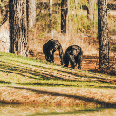 Rebekah Lewis, who earned a degree in anthropology, is the behavior director at Chimp Haven, the world’s largest chimpanzee sanctuary in Keithville, Louisiana. 