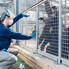 Rebekah Lewis, who earned a degree in anthropology, is the behavior director at Chimp Haven, the world’s largest chimpanzee sanctuary in Keithville, Louisiana. 