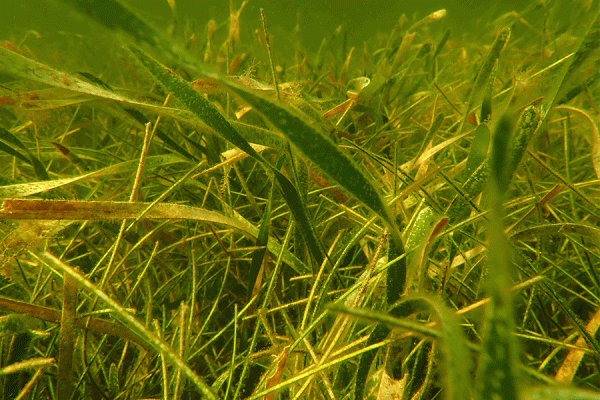UNO researchers and partners will devise a plan on how to restore resilient seagrass beds in the northern Gulf of Mexico, with a particular focus on the role of genetic variation (photo courtesy of: Anastasia Konefal.