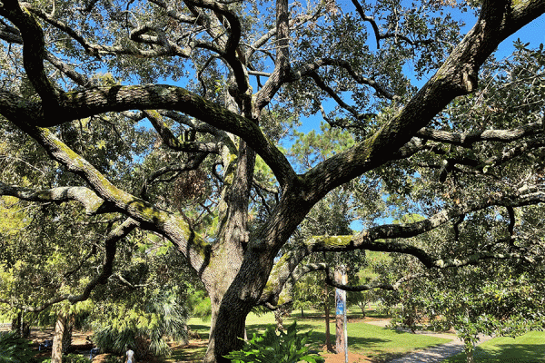 Tree canopy at UNO