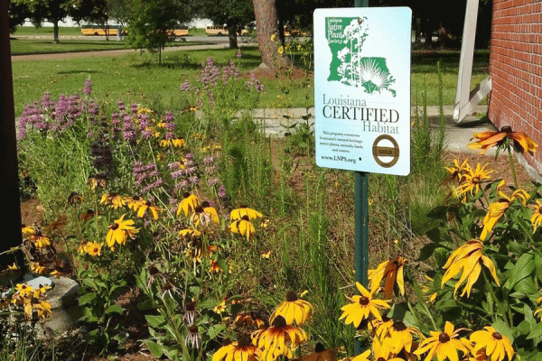 UNO’s native plant garden near the Fine Arts Building is one of four such gardens located on campus. 