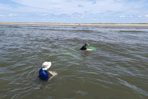Researchers release fluorescent sand pellets off the shoreline in Lafourche Parish, Louisiana. (Photo courtesy of The Water Institute of the Gulf)