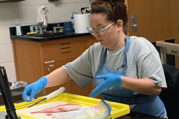 UNO student Haley Beaulieu dissects a fish in biologist Erin Cox’s laboratory to  analyze the level of potentially harmful pollutants.