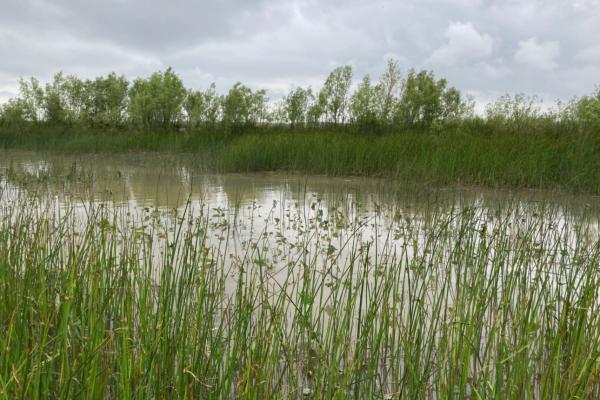 Professor Maddie Foster-Martinez’s research will focus on determining vegetation establishment in coastal Louisiana areas.